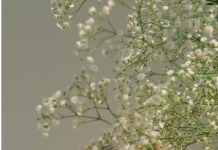 La méditation et la pleine conscience