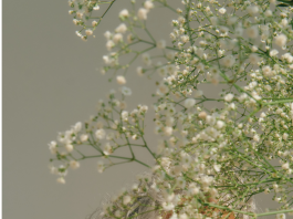 La méditation et la pleine conscience