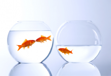 La gestion des jalousies