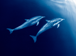 La Synergie de la Résilience Émotionnelle en Équipe : Un Écho des Valeurs Spirituelles PODCAST