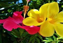 Revitalisez Votre Complicité : Explorez la Souplesse et l’Aisance dans Vos Liens ! PODCAST