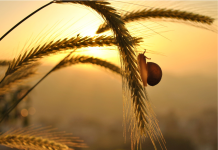 Le Développement de la Patience dans la Relation – Une Vertu Essentielle PODCAST