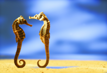 Pratiquer l’Art de la Préservation de l’Indépendance et de l’Intimité PODCAST